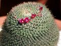 Elegant Nipple Cactus